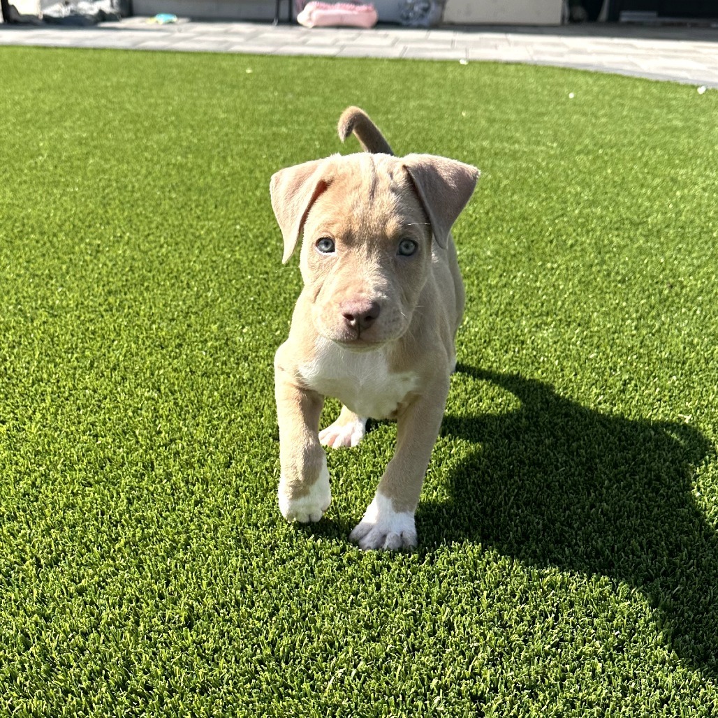 Penny