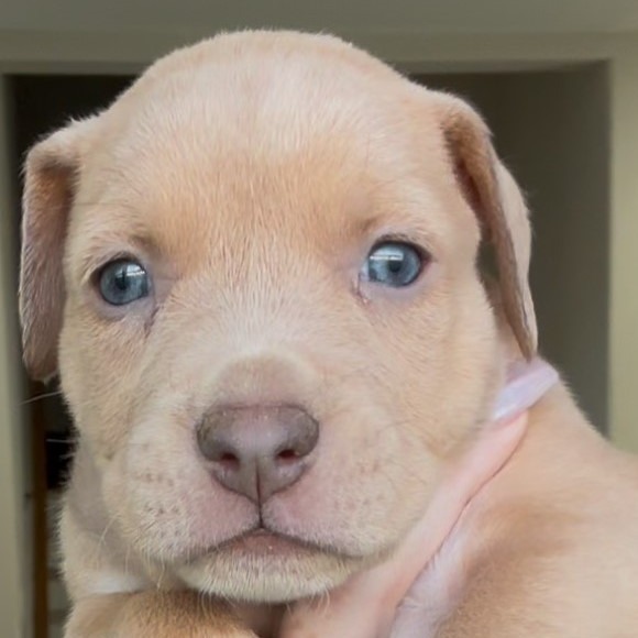 Penny
