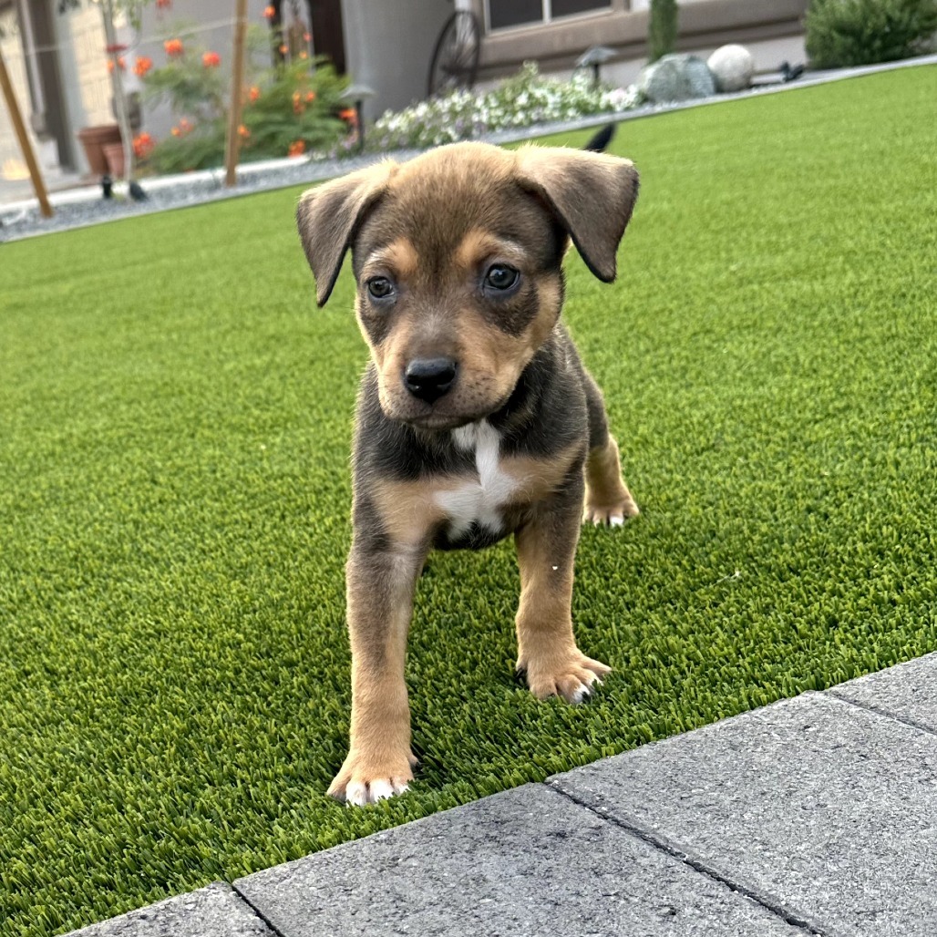 Stella