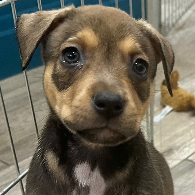Stella