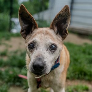 FlapJack, Senior Male Jack Russell Terrier