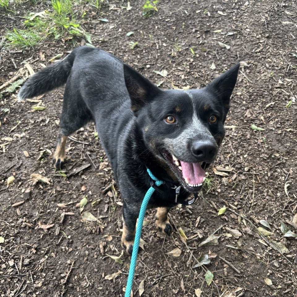 Coyote Jack