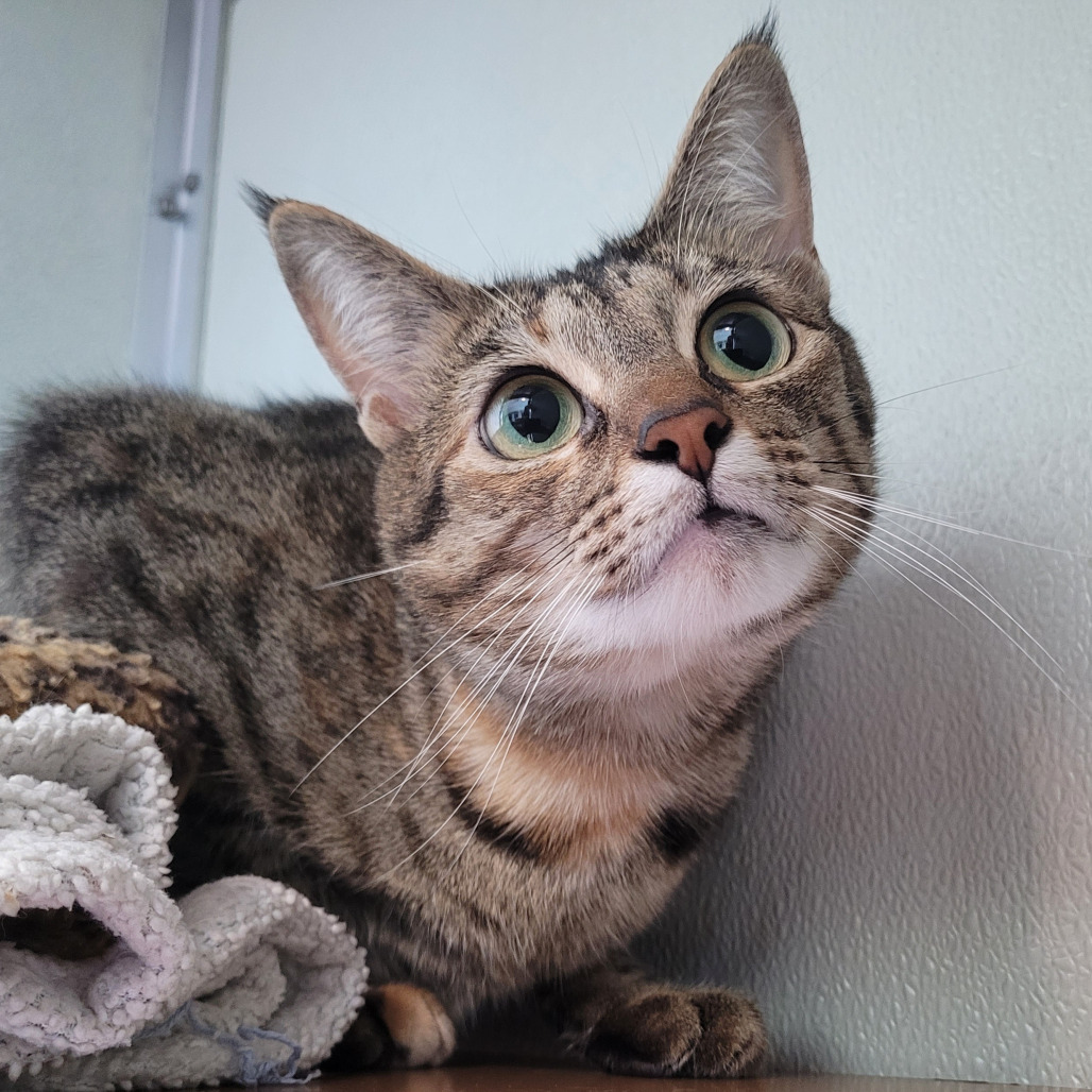 Cleo