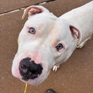 Sampson, Adult Male Pit Bull Terrier