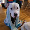 Sampson photo 3