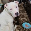 Sampson photo 4