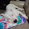 Sampson photo 6