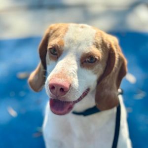 Abazaba- Chino Hills Location, Adult Male Beagle