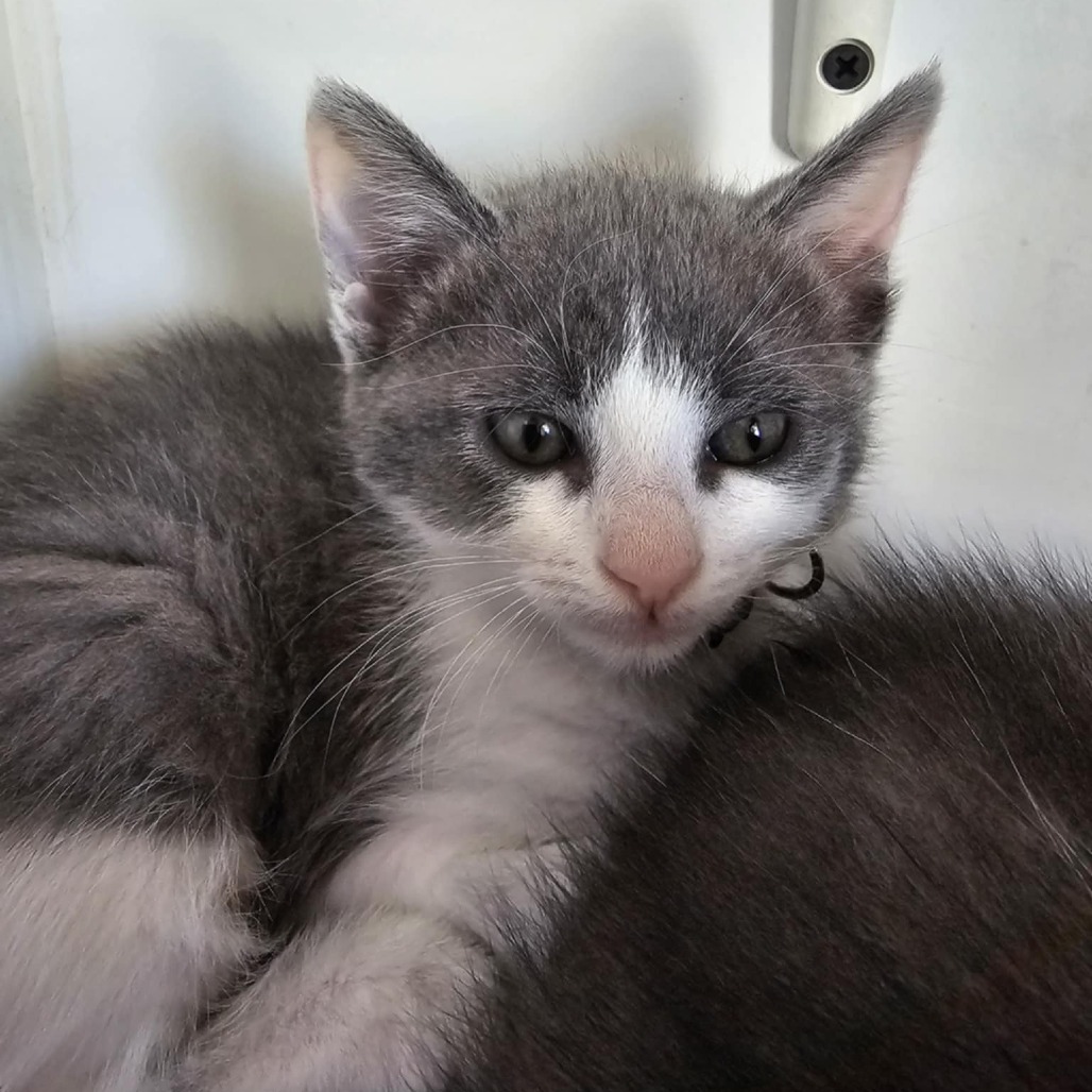 Mustard- PetSmart Pico Rivera