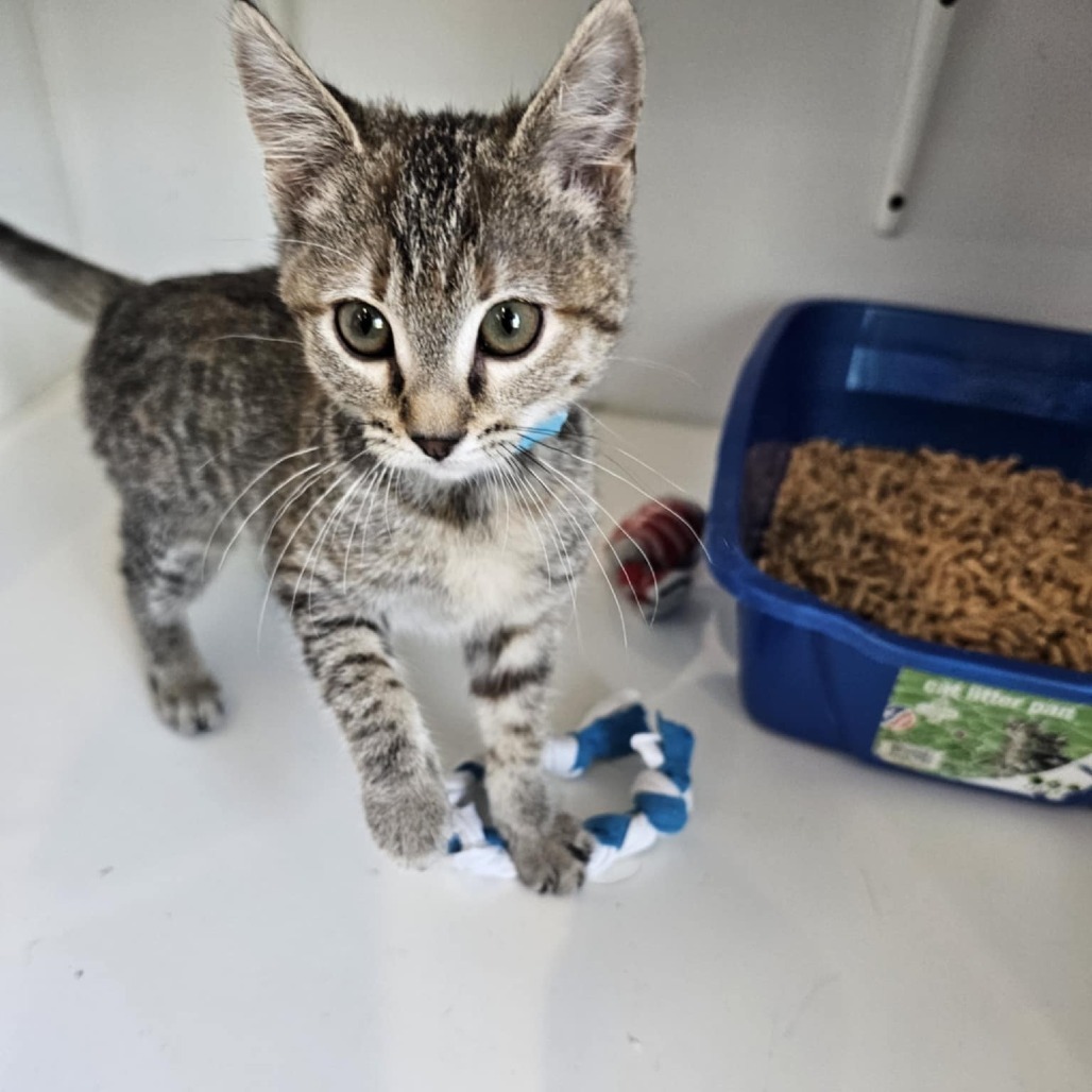 Catnip- PetSmart Pico Rivera