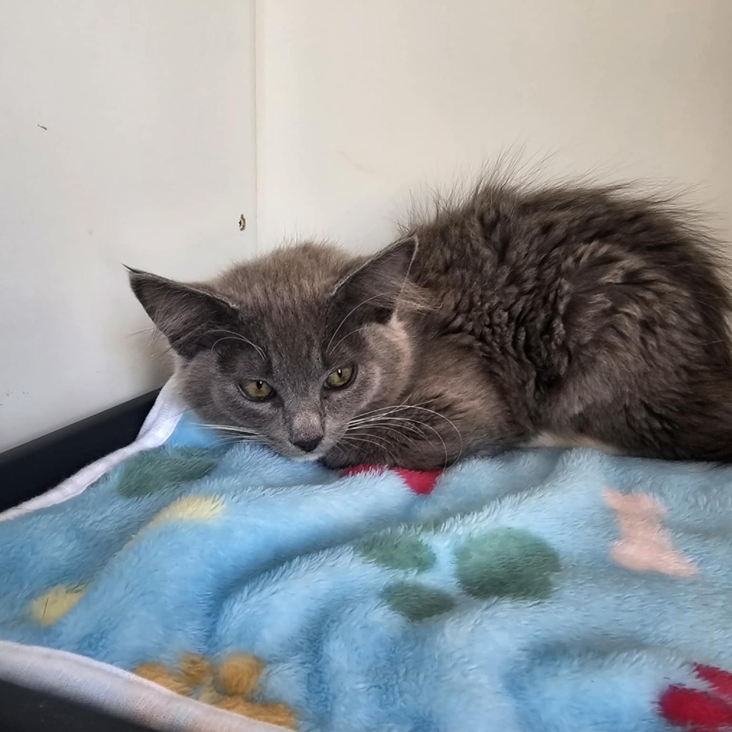 Sage-PetSmart Pico Rivera