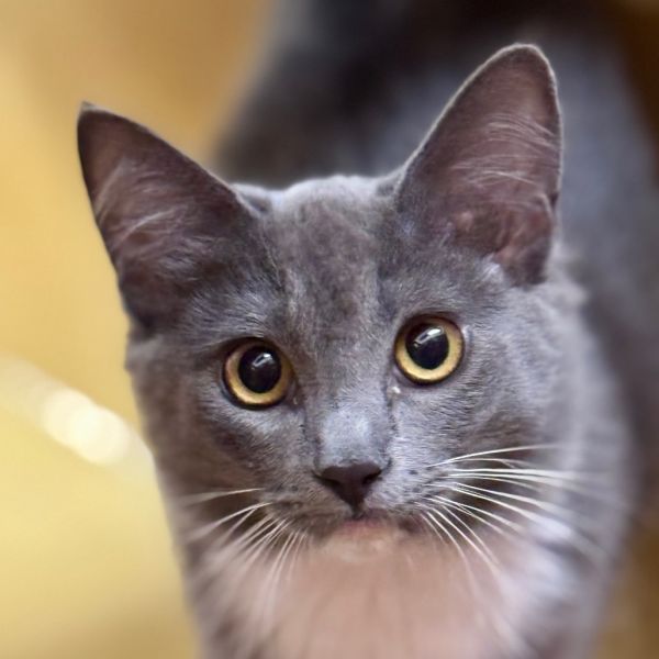 Sage-pico Rivera Petsmart thumbnail 1