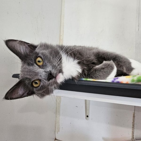 Sage-pico Rivera Petsmart thumbnail 3