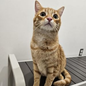 Shayla-City of Industry Location, Young Male Domestic Short Hair