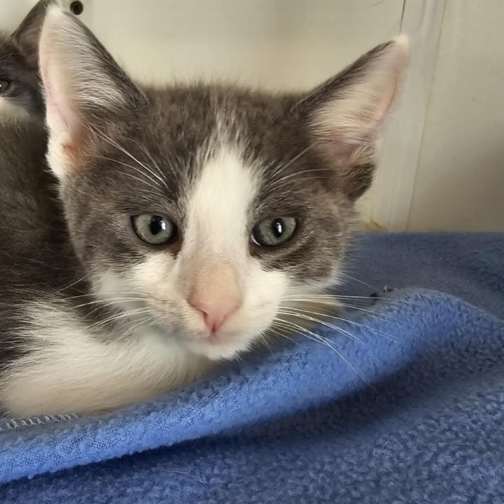 Ketchup- PetSmart Pico Rivera