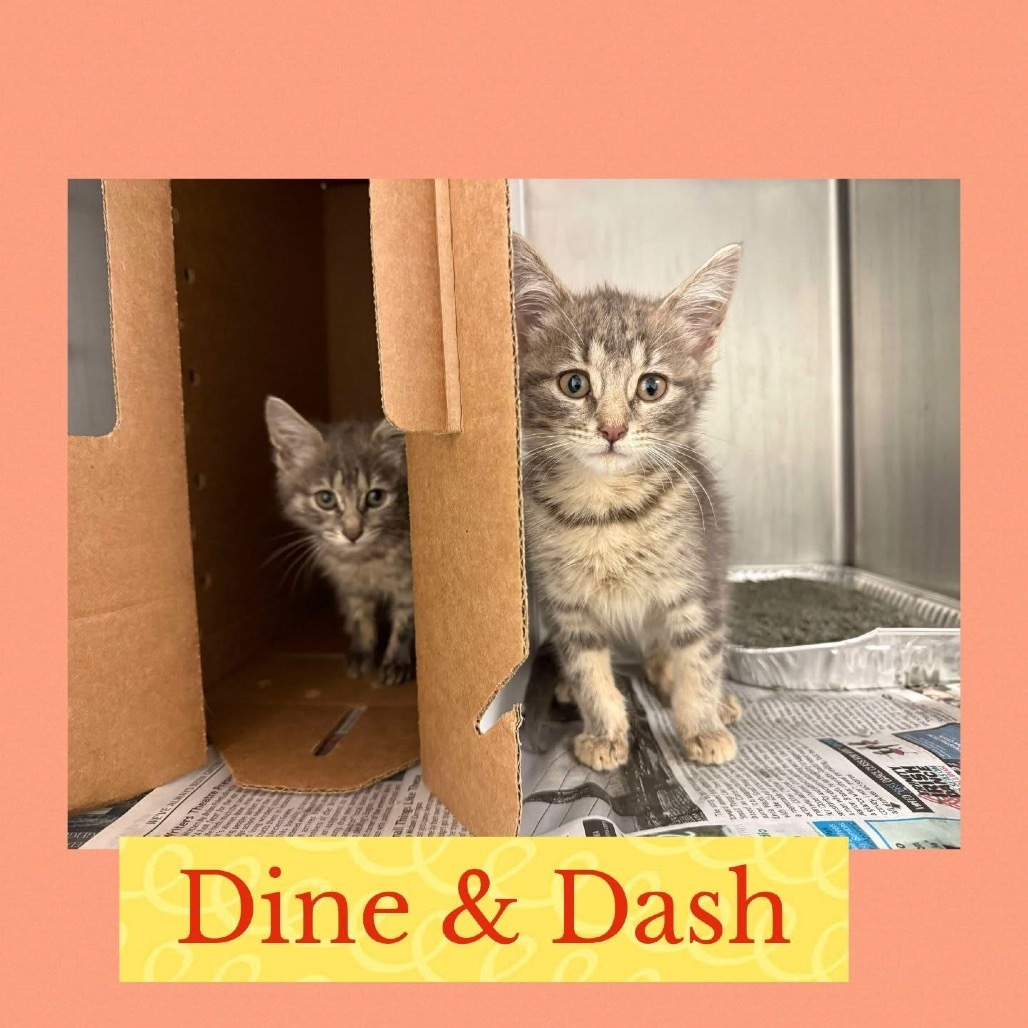 Dash
