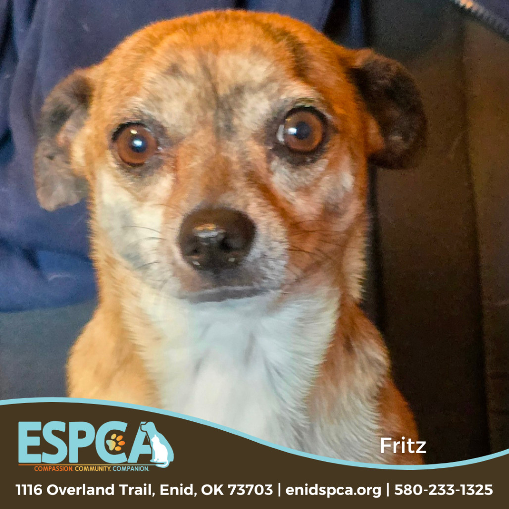 Fritz