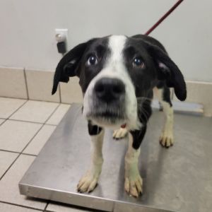 Laney, Baby Female Mixed Breed