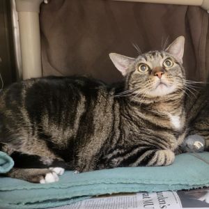 Milky Way Midnight, Senior Female Domestic Short Hair