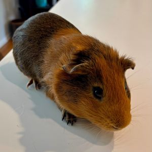 Tito (and Jack), Young Male Guinea Pig
