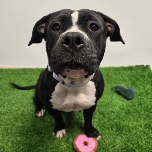 Miss Trunchbull, Adult Female Mixed Breed