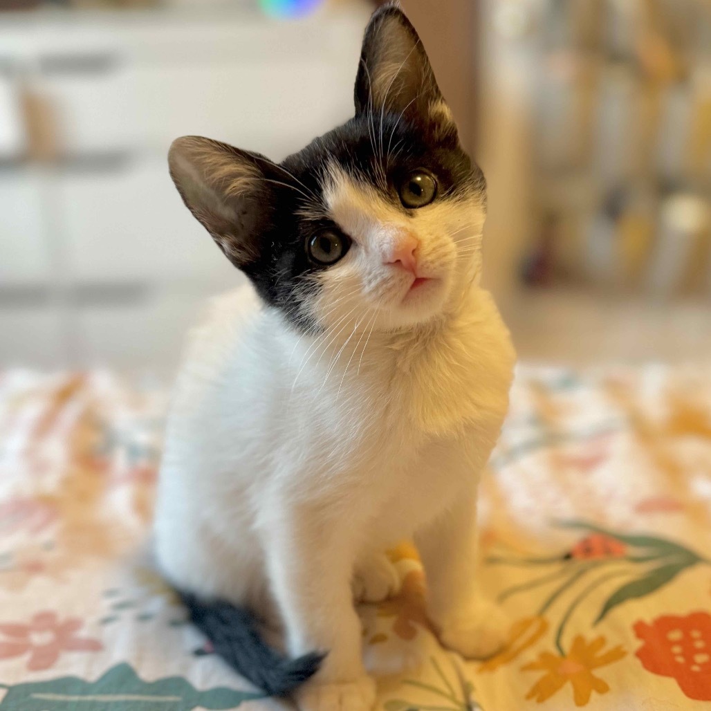 Kaia