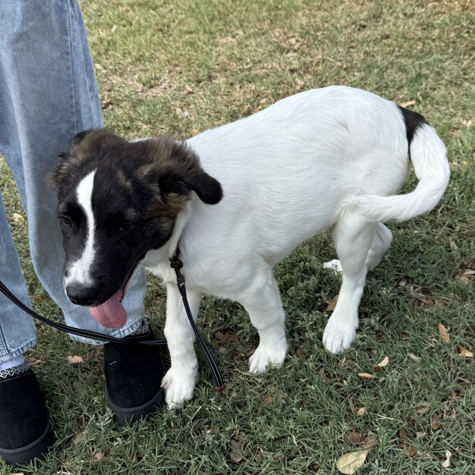 Oreo