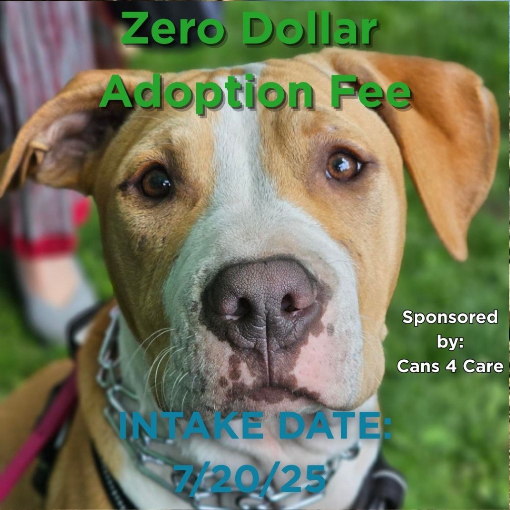 Nico, an adoptable Pit Bull Terrier, Mixed Breed in Mount Shasta, CA, 96067 | Photo Image 1
