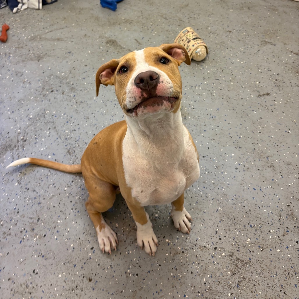 Nico, an adoptable Pit Bull Terrier, Mixed Breed in Mount Shasta, CA, 96067 | Photo Image 2