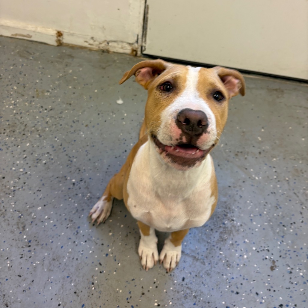 Nico, an adoptable Pit Bull Terrier, Mixed Breed in Mount Shasta, CA, 96067 | Photo Image 3
