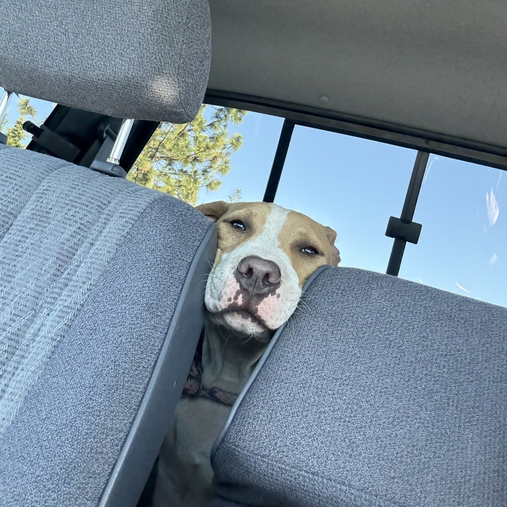 Nico, an adoptable Pit Bull Terrier, Mixed Breed in Mount Shasta, CA, 96067 | Photo Image 4