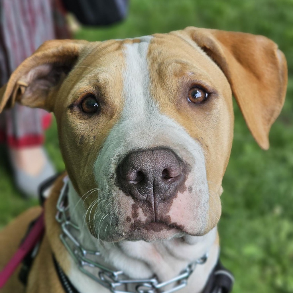 Nico, an adoptable Pit Bull Terrier, Mixed Breed in Mount Shasta, CA, 96067 | Photo Image 6