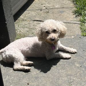 Elmer, Senior Male Poodle