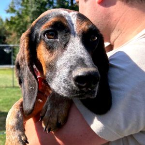 Pablo Picasso, Adult Male Mixed Breed