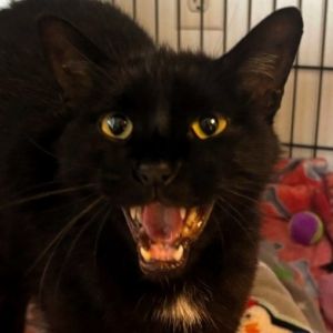 Mister, Adult Male Domestic Short Hair