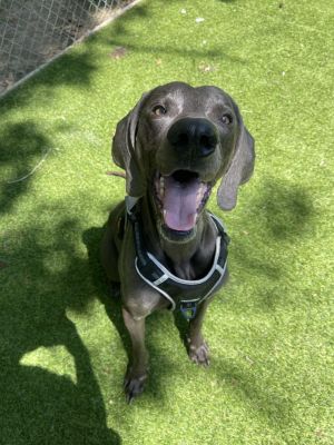 Lucas Weimaraner Dog