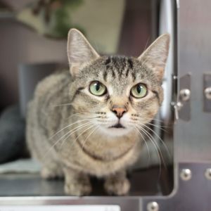More than anything sweet Valentine would love to be away from the shelter She is very affectionate 