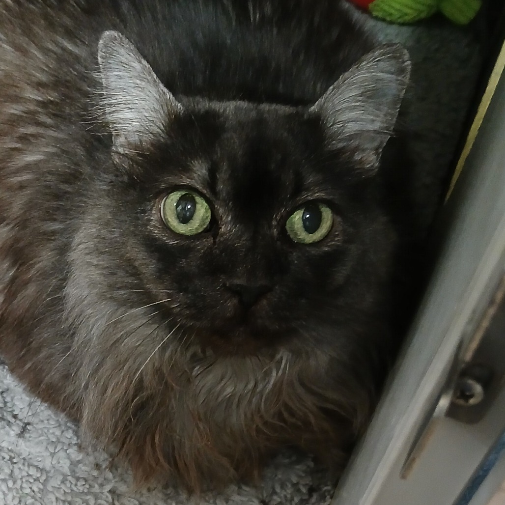 Shadow, an adoptable Domestic Long Hair in Colorado Springs, CO, 80909 | Photo Image 1