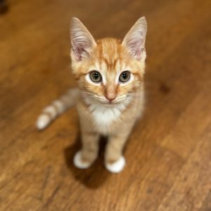 Meet Laurel a bright-eyed beauty with a heart as golden as her fur This sweet 
