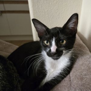 Meet Coachella the ultimate little partier with a heart full of potential This
