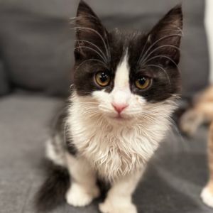 Meet Landon the handsome polydactyl prince with extra toes and extra love to gi