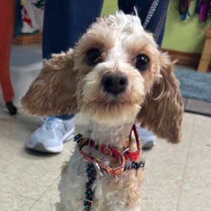 Linus, Young Male Yorkshire Terrier
