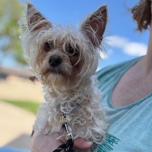 Julia, Adult Female Yorkshire Terrier