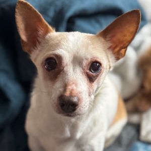 Sandie, Senior Female Chihuahua