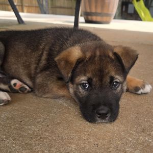Meet Hawthorn Hawthorn is a seven week old Akita mix He and his siblings are looking for a forever