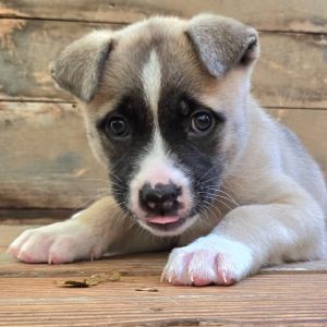 Poppy is a 7-8 week old Akita mix She and her siblings are looking for a forever home She is