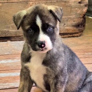 Tulip is a 7-8 week old Akita mix She and her siblings are looking for a forever home She is