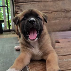 Jasmine Akita Dog