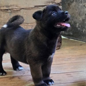 Lily is a 7-8 week old Akita mix She and her siblings are looking for a forever home She is