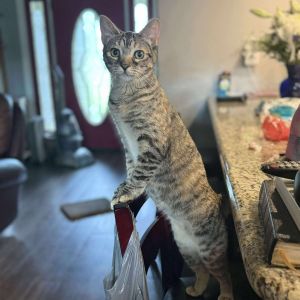 6 months old Fully vetted Microchipped Nicole Love is equal parts tomboy and cuddlebug This spunky 